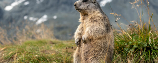 Les marmottes