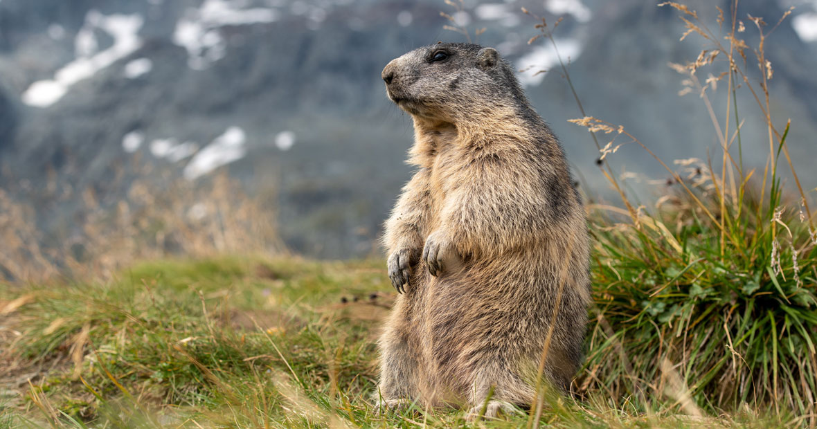 Les marmottes